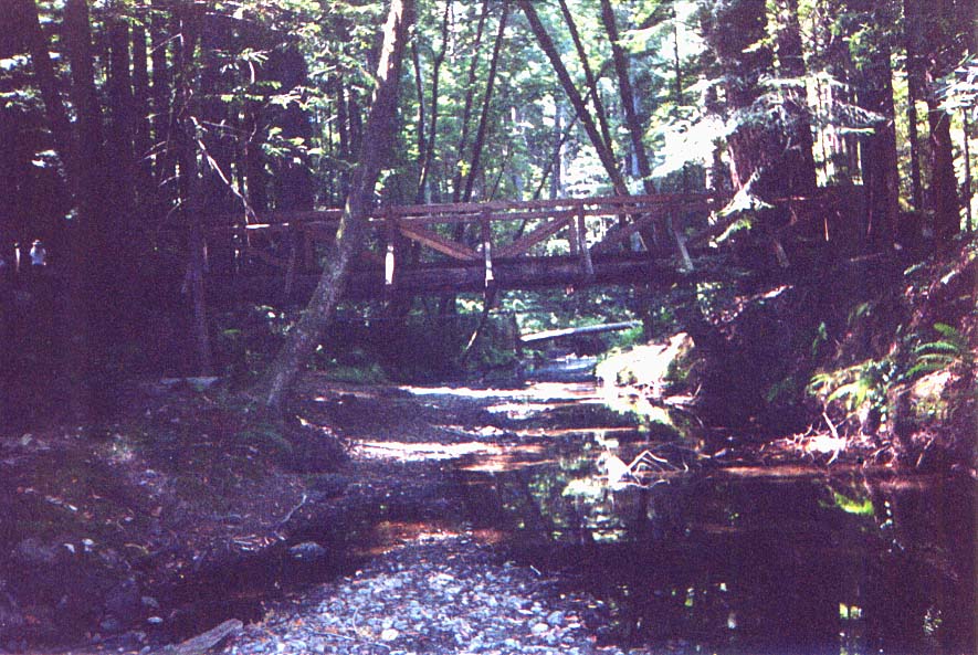 FOREST_B