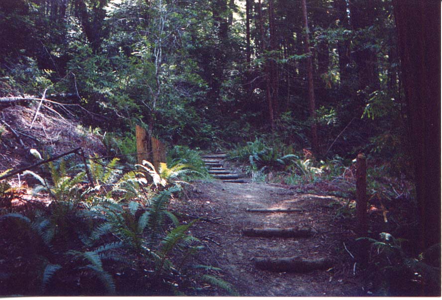 FOREST_P