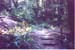 FOREST_2