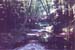 FOREST_B
