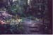 FOREST_P